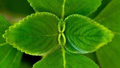 folha de boldo coronavirus