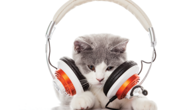 spotify para pets