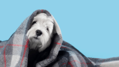 Veterinária explica o que fazer com os amigos de quatro patas durante essa época do ano