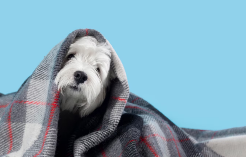 Veterinária explica o que fazer com os amigos de quatro patas durante essa época do ano